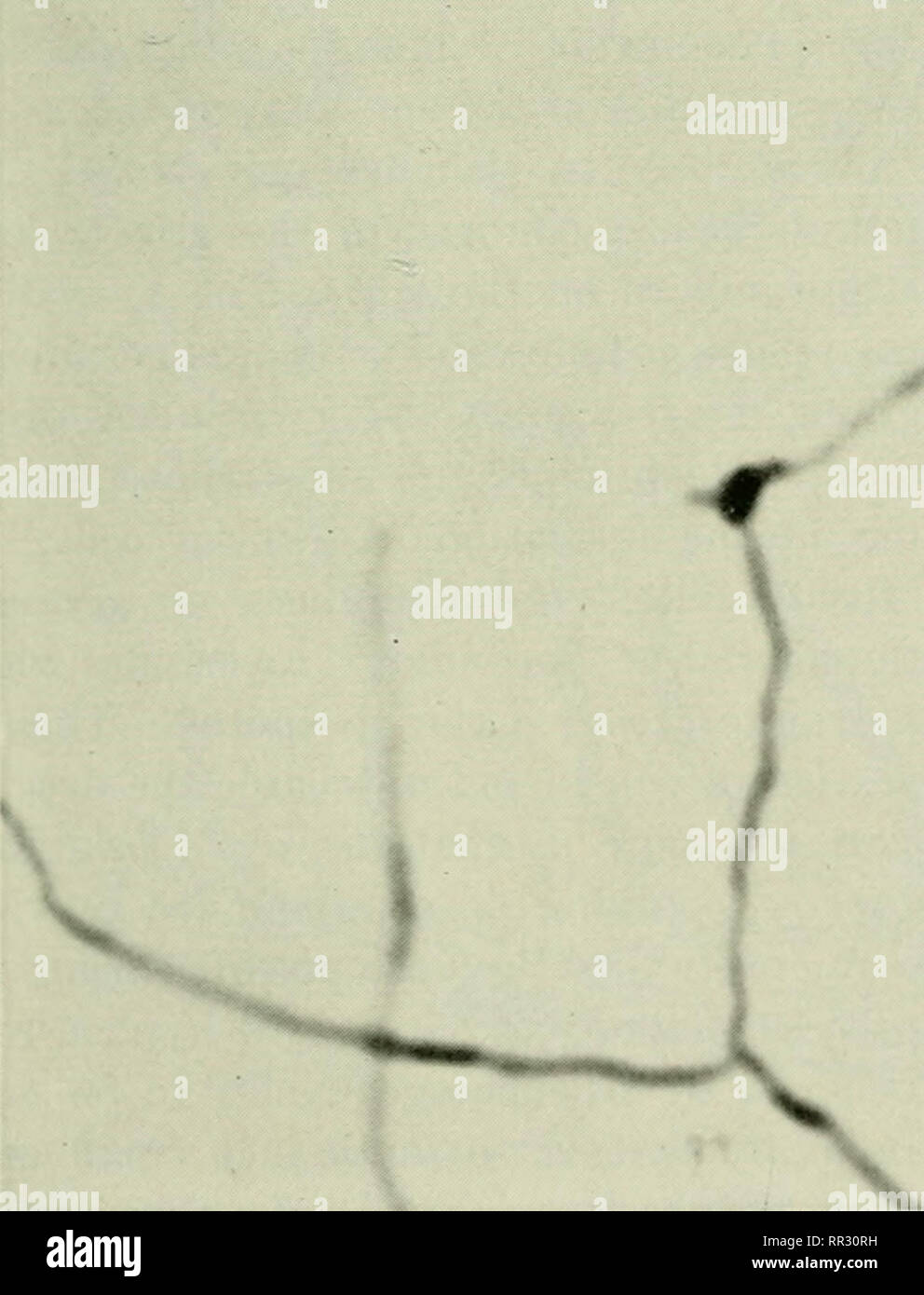 Streptomyces s hires stock photography and images Alamy