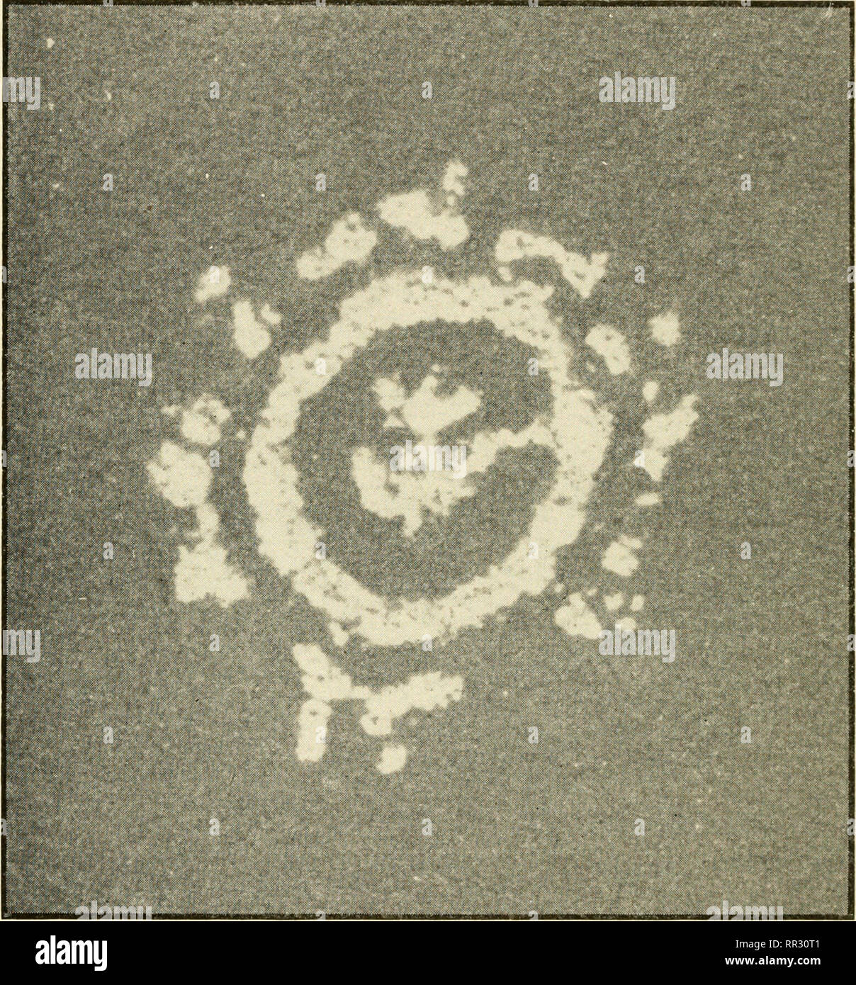 . The actinomycetes their nature, occurrence, activities, and