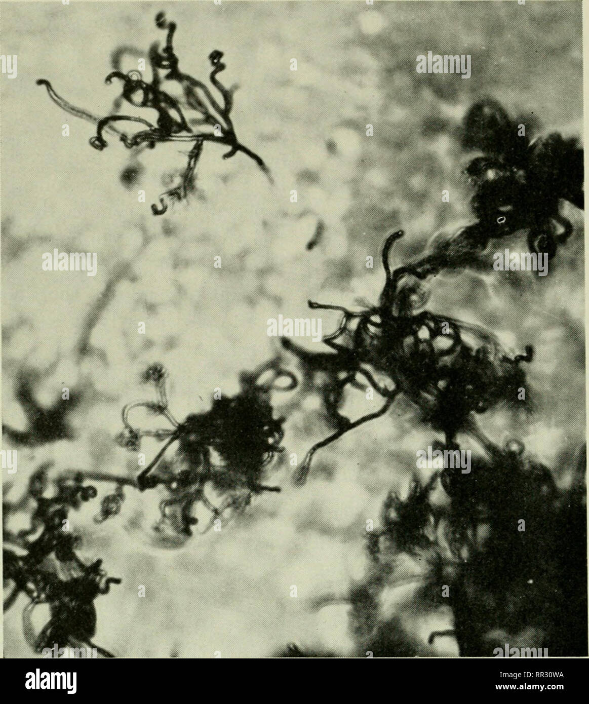 . The actinomycetes. Actinomycetales. 54 THE ACTIXOMYCETES, Vol. I. Figure 23. S. fradiae, another spiral producing organism. that the actiiiomycetes should be classified with the bacteria, under the Schizomycetes. No wonder that Afanassiev suggested in 1889 that the filament of an actinomycete is a gigantically elongated bacterial cell. Among the other earlier investigators, the following considered actinomycetes as bac- teria: Cohn, Bostroem, Wolff and Israel, Berestnew, and Lieske. ^^arious subsequent investigators emphasized the particular re- lationship of certain actinomycetes, notably t Stock Photo