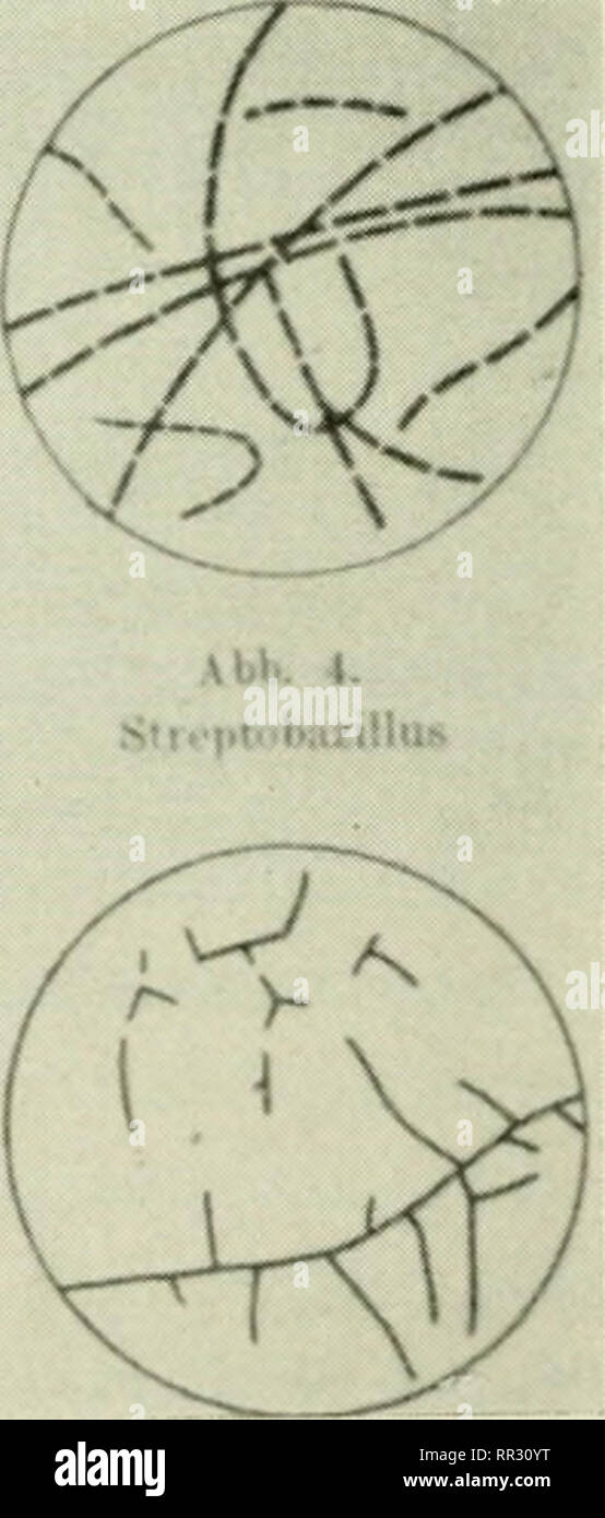 . The actinomycetes. Actinomycetales. Figure 9. Morphology of aetinomycetes compared to certain l^acteria and fungi with which they have often been confused; f. to r., starting at top: Lcptothrix. Clndothrix, Streplubacillus, Oospora, Oidium, Actinomyces (Reproduced from: Lieske, K. Morphologic mid Hiologie der Strahlenpilze. Verlag von (Jebriider Borntraeger, Leipzig, 1921, p. 6).. Please note that these images are extracted from scanned page images that may have been digitally enhanced for readability - coloration and appearance of these illustrations may not perfectly resemble the original  Stock Photo