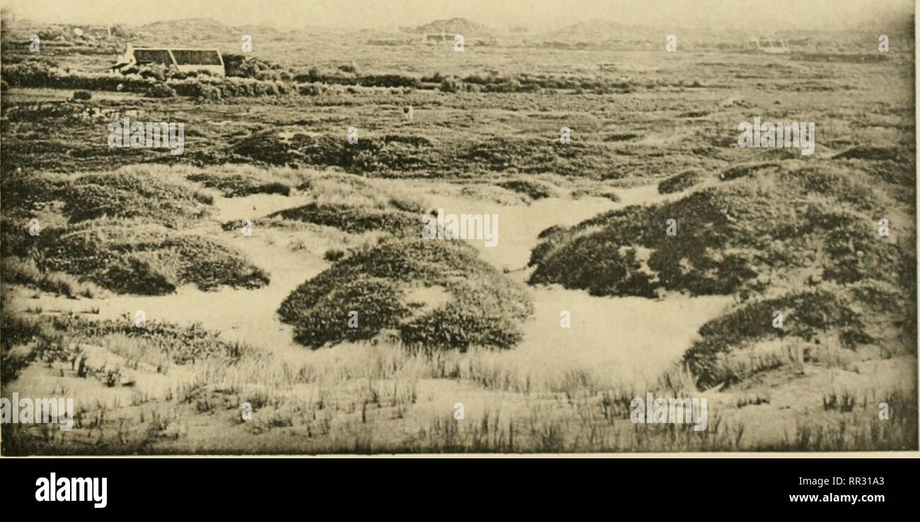 . Actes du IIIme Congres international de botanique : Bruxelles 1910. Botany. ^-53»- 1. Uuncs niubilcs avec Animophila arcnaria. Au loin les pnldtri.. A (Juslduiiikcrke.. 2. Dunes mobiles avec Animophila arenariu et buttes de Salix reptits. Plus loin, maisons et champs dans une panne. - A (.:oyde.. Please note that these images are extracted from scanned page images that may have been digitally enhanced for readability - coloration and appearance of these illustrations may not perfectly resemble the original work.. International Botanical Congress (3rd : 1910 : Brussels, Belgium); Wildeman, E Stock Photo