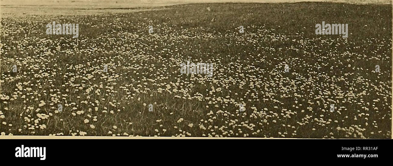 . Actes du IIIme Congrès international de botanique, pub. au nom de la commission d'organisation du Congrès. Botany. 5. Rigole sur le schorre, bordée de Halimiis portulacoides, Atropis marifiina et Aster I ripolium.. 6. Schorre avec Armeria maritima.. Please note that these images are extracted from scanned page images that may have been digitally enhanced for readability - coloration and appearance of these illustrations may not perfectly resemble the original work.. International Botanical Congress (3rd : 1910 : Brussels, Belgium); Wildeman, E. de (Emile), 1866-1947. Bruxelles : A. De Boeck Stock Photo