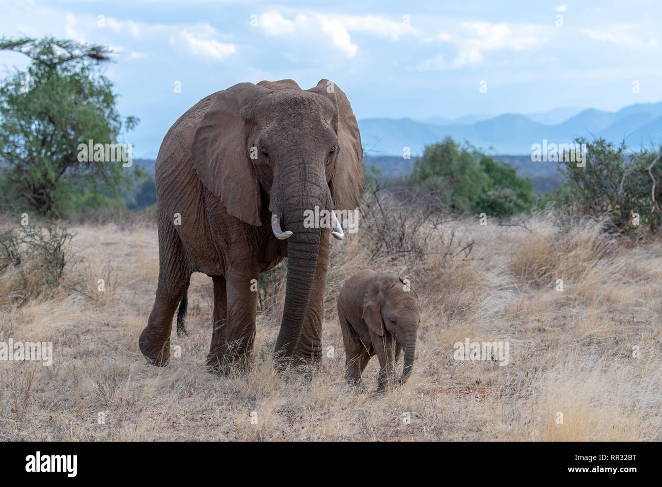 African baby bush elephant (Loxodanta africana) in Kenya Stock Photo