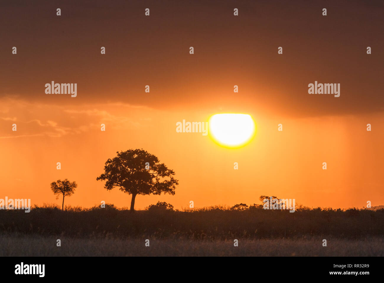 Sunrise over the masai mara hi-res stock photography and images - Alamy