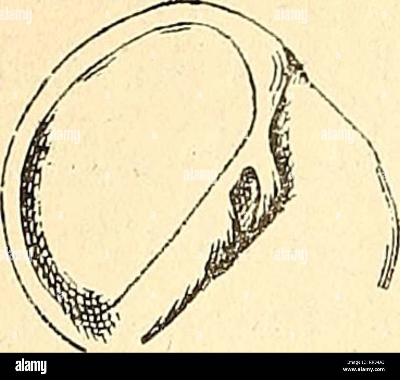 . Actes de la Société linnéenne de Bordeaux. Science; Natural history. — 184 — fiinicule postérieur peu séparé de la callo- sité pariétale. Ouverture semilunaire, dans un plan peu oblique par rapport à l'axe, avec une gouttière postérieure peu distincte ; columelle à peu près rec- tiligne, calleuse, peu ou point versante FiG. 51. — Pai/raudeautia , r i ?? /n m %t intricaia [Diiiw.] ; Viv. ^u avant. Operculc corne (G.-l. : Natica intricata Dillw. ; Viv.). Croquis de l'ou- verture du génotype (Fig. 51). En réalité, Payraudeautia ne se distingue guère de Natica s. str. que par son opercule entiè Stock Photo