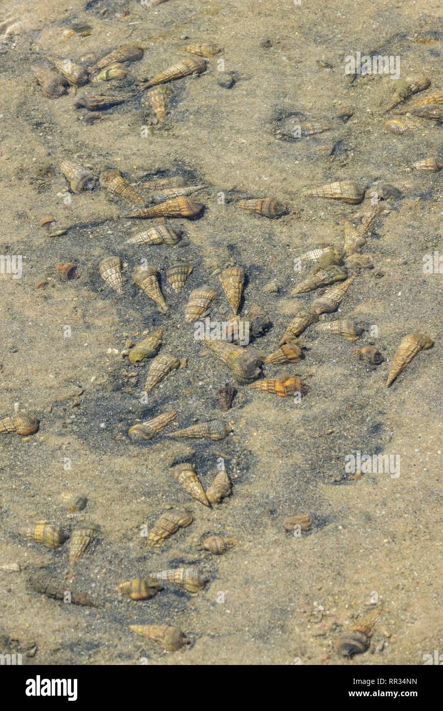 Hercules Club Whelk Stock Photos Hercules Club Whelk Stock Images Alamy