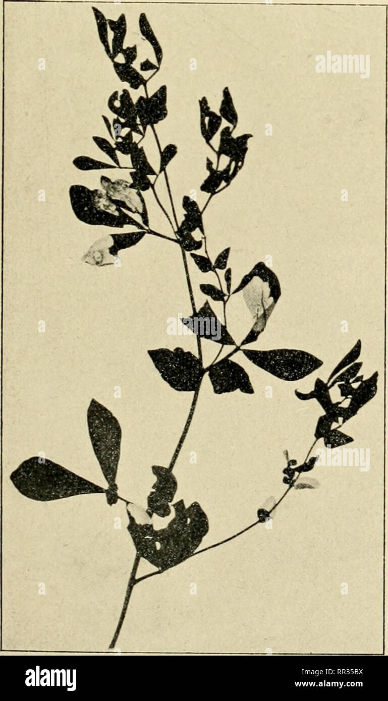 . Acta Soc. pro Fauna et Flora Fennica. Natural history. 29. Blasenmine einer Diptere mit 1'uparien an Saxifraga nivalis. Bei durchf. L. ' '. &gt; n. Gr. 30. Cemiostoma scitella Zell. I'latzminen an Pirus mains. Bei auff. L. i/2 n. Gr. 34. Phutomuza lonicerae Brischke. Gangminen an Lonicera muendeniensis. Bei auff. L. 1/3 n. Gr.. w JdUti i 32. Coleophora ? paripennella ZeU. I'latzminen an Ulmaria pentapetala. Bei durchf. L.1 -jn. Gr.. Please note that these images are extracted from scanned page images that may have been digitally enhanced for readability - coloration and appearance of these i Stock Photo