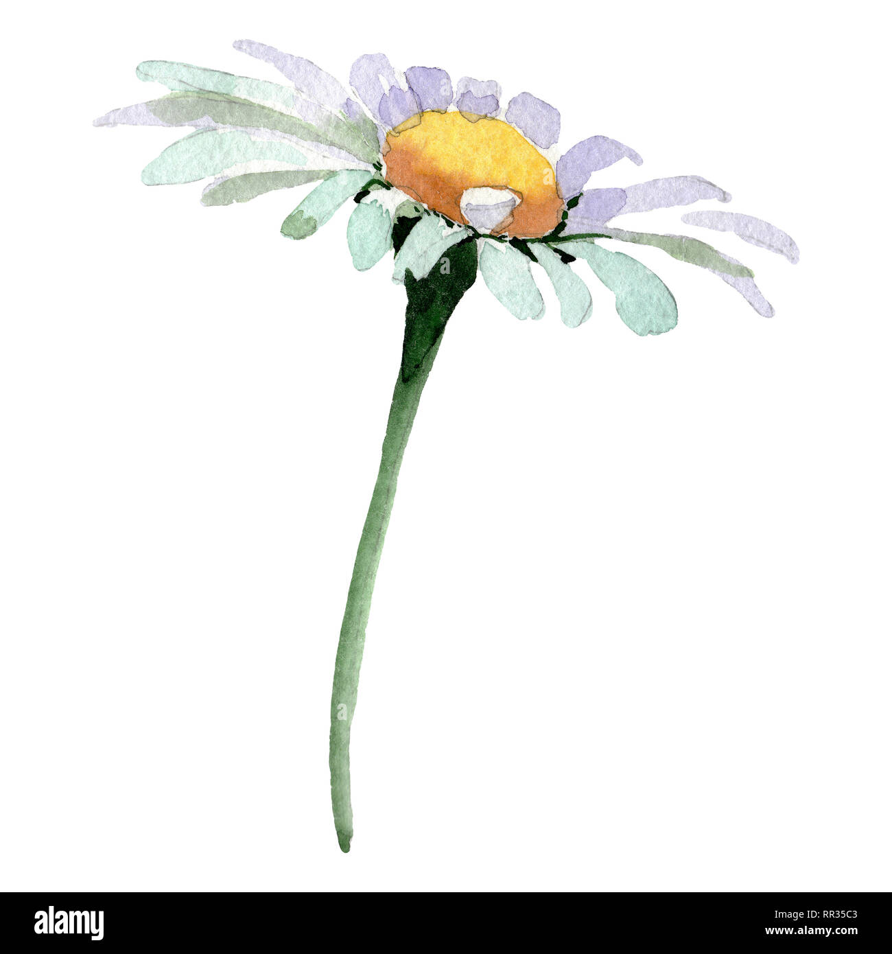 White daisy floral botanical flower. Watercolor background illustration set. Isolated daisy illustration element Stock Photo - Alamy White daisy floral botanical flower. Watercolor background illustration set. Isolated daisy illustration element Stock Photo - Alamy