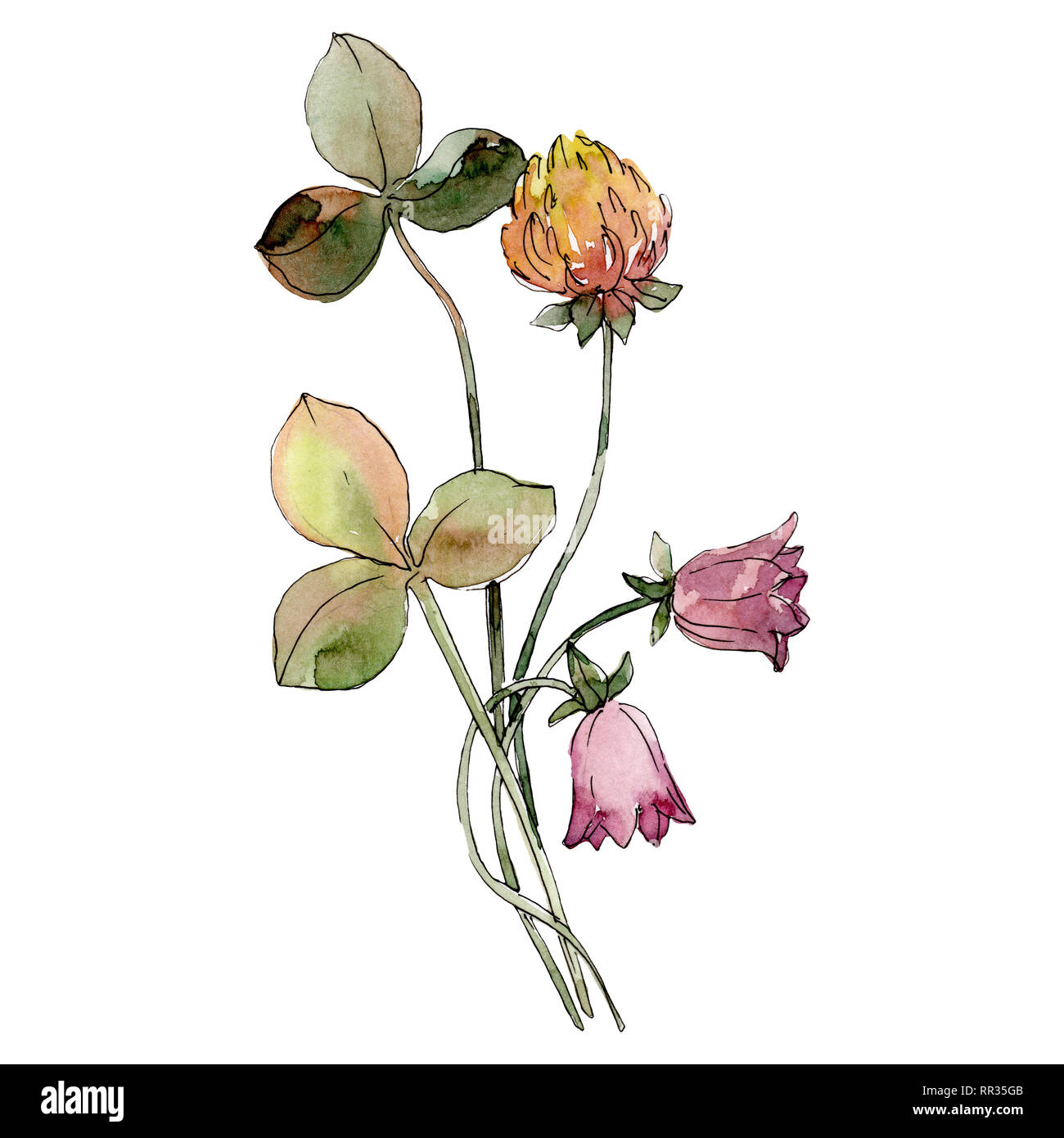 Download Yellow Clover And Red Campanula Botanical Flower Watercolor Background Set Isolated Flowers Illustration Element Stock Photo Alamy PSD Mockup Templates
