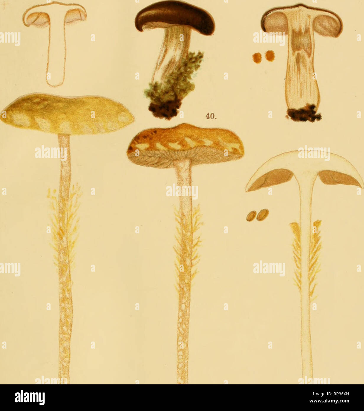 . Acta Societatis Scientiarum Fennicae. Science. 39.. 39. Cortinarius lucorum Fr. 40. Naucoria Tavastensis Karst. P.A. Kar.ten del. F. Lleweudal's lith. tryckeri, Helsingfort.. Please note that these images are extracted from scanned page images that may have been digitally enhanced for readability - coloration and appearance of these illustrations may not perfectly resemble the original work.. Suomen Tiedeseura. Helsingfors : [Suomen Tiedeseura] Stock Photo