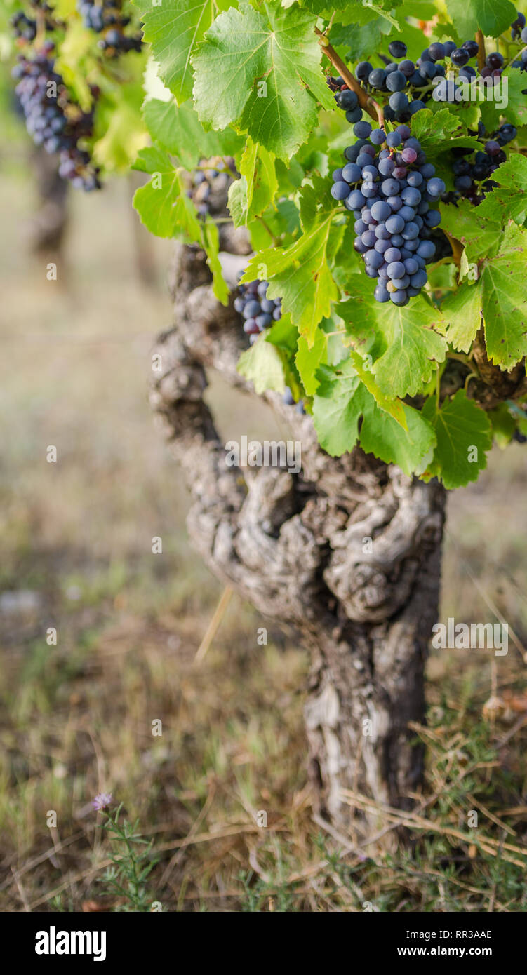 grape trees Stock Photo