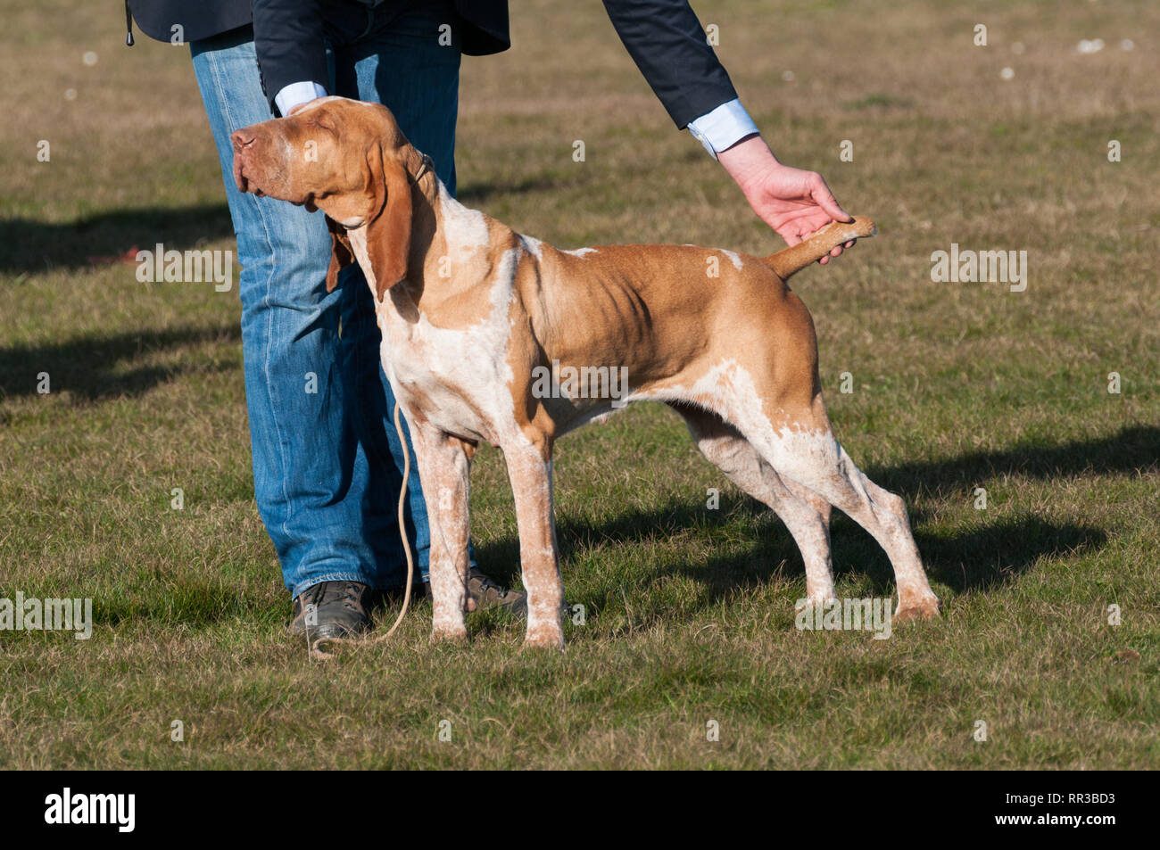 Italian Bracco A Pointing Hunting Dog Breed Stock Photo Alamy