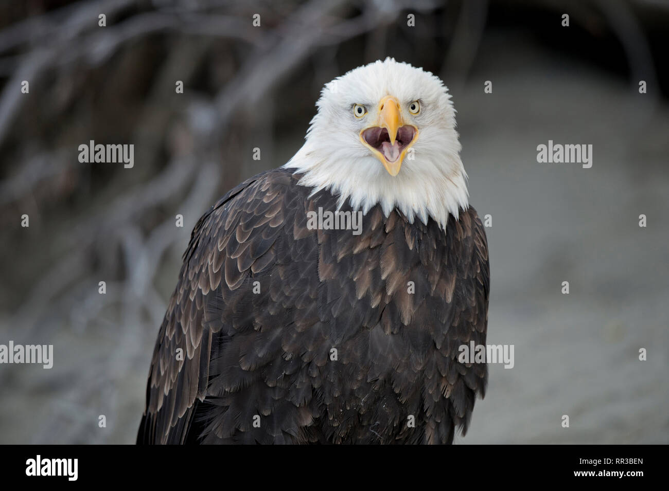Adult bald eagle (Haliaeetus leucocephalus) perched on a tree branch in