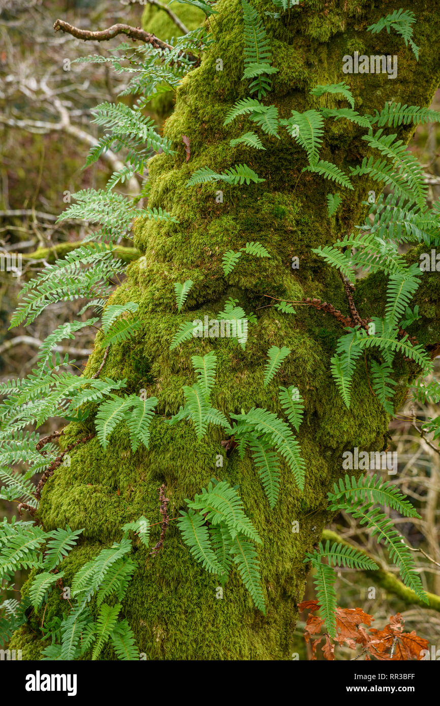 Ferns and moss growing on the trunk of an oak tree, Dumfries & Galloway