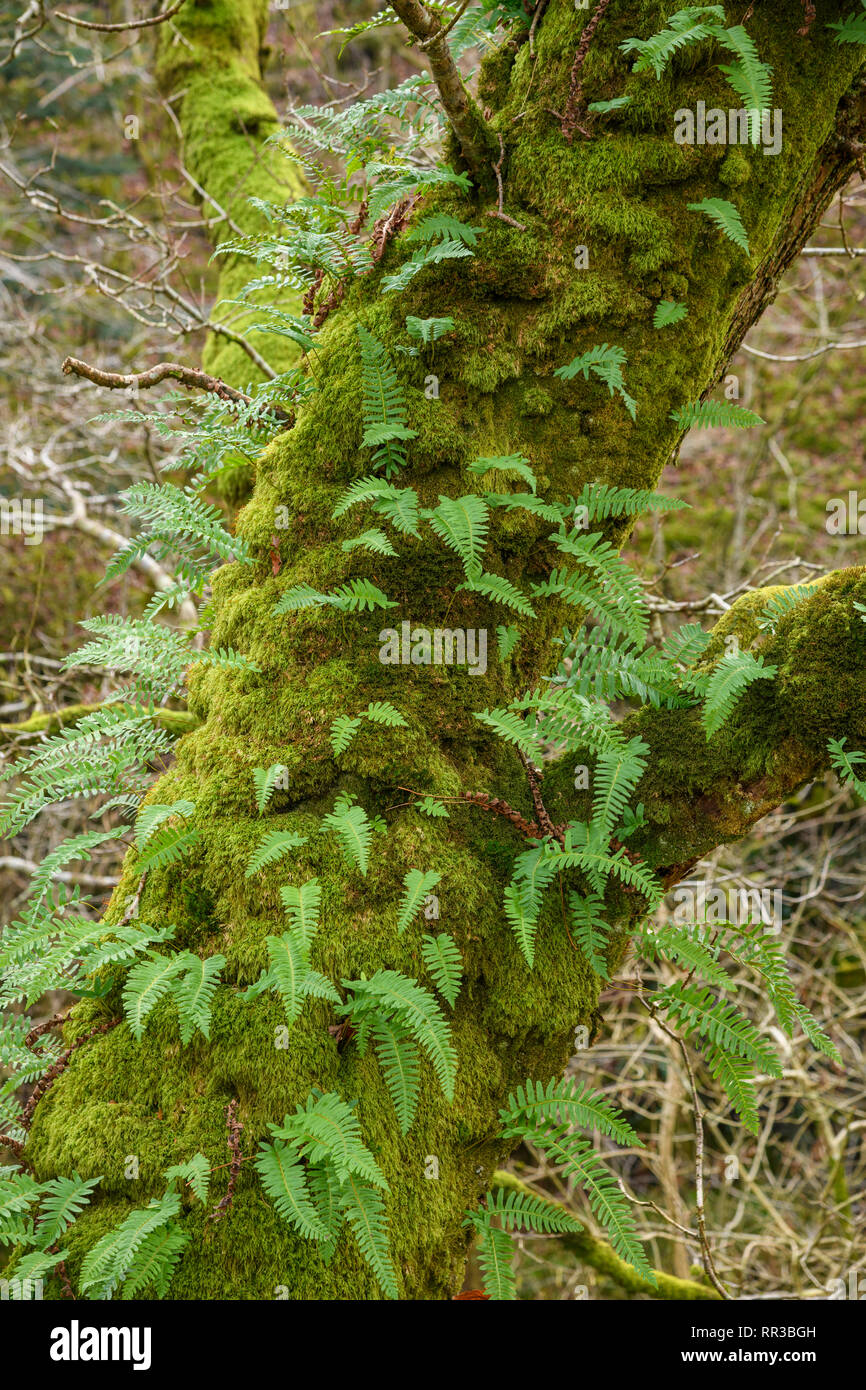 Ferns and moss growing on the trunk of an oak tree, Dumfries & Galloway