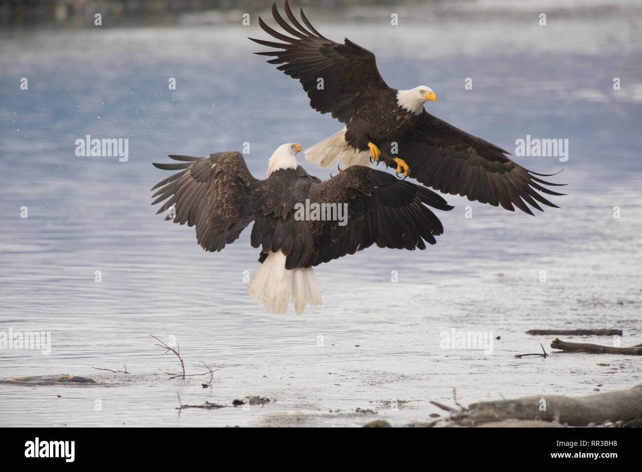 Adult bald eagles aggressively greeting each other in the Alaska Chilkat Bald Eagle Preserve near Haines Alaska Stock Photo