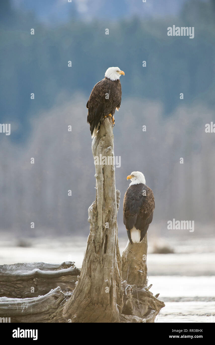 Two bald eagles on a snag in the Alaska Chilkat Bald Eagle Preserve on the Chilkat River near Haines Alaska Stock Photo