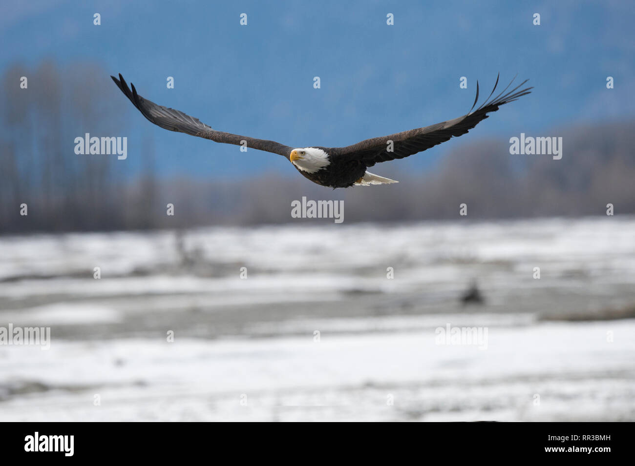Adult bald eagle flying over the Chilkat River near Haines Alaska Stock Photo
