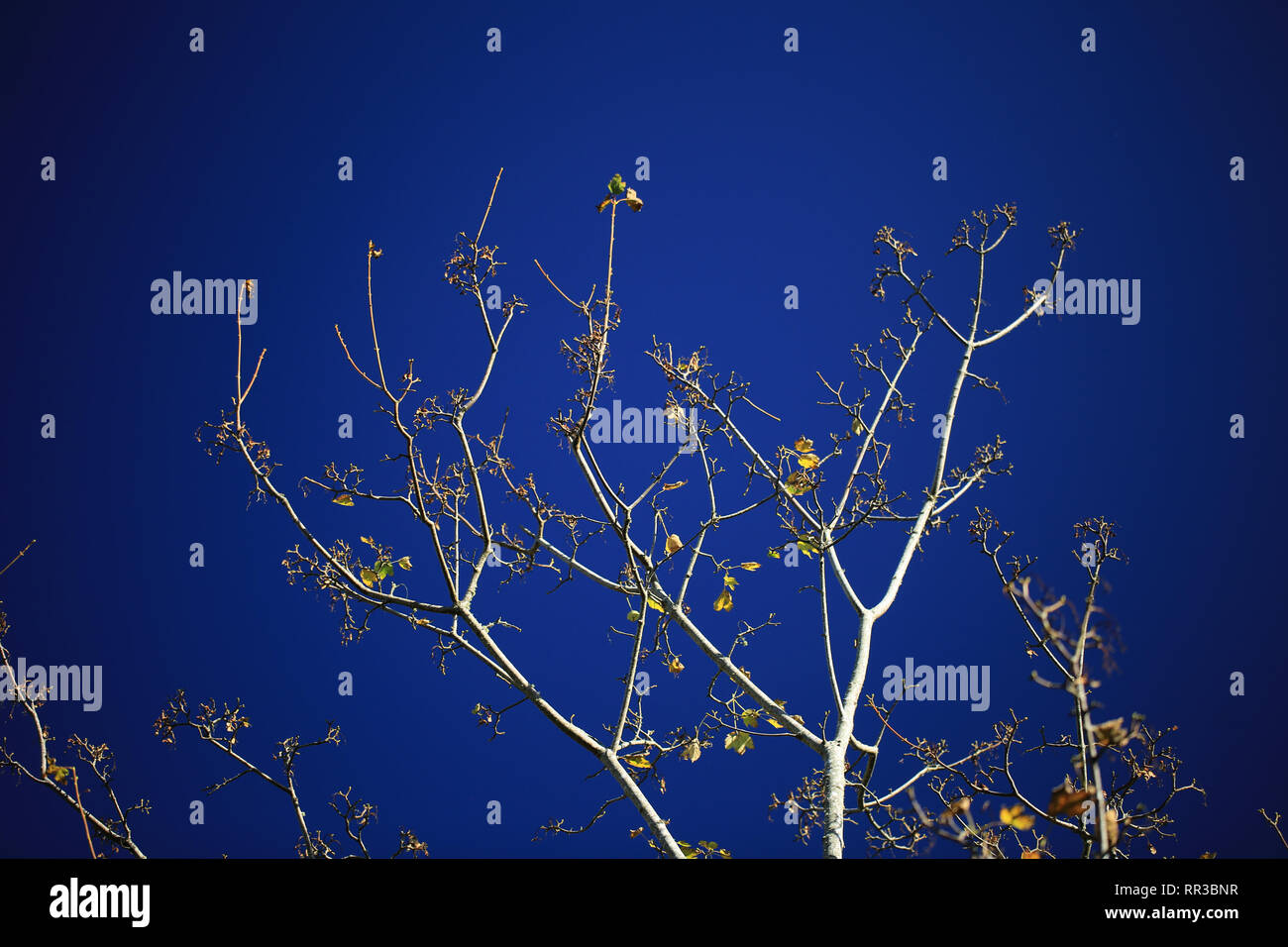 tree branches against a blue sky Stock Photo