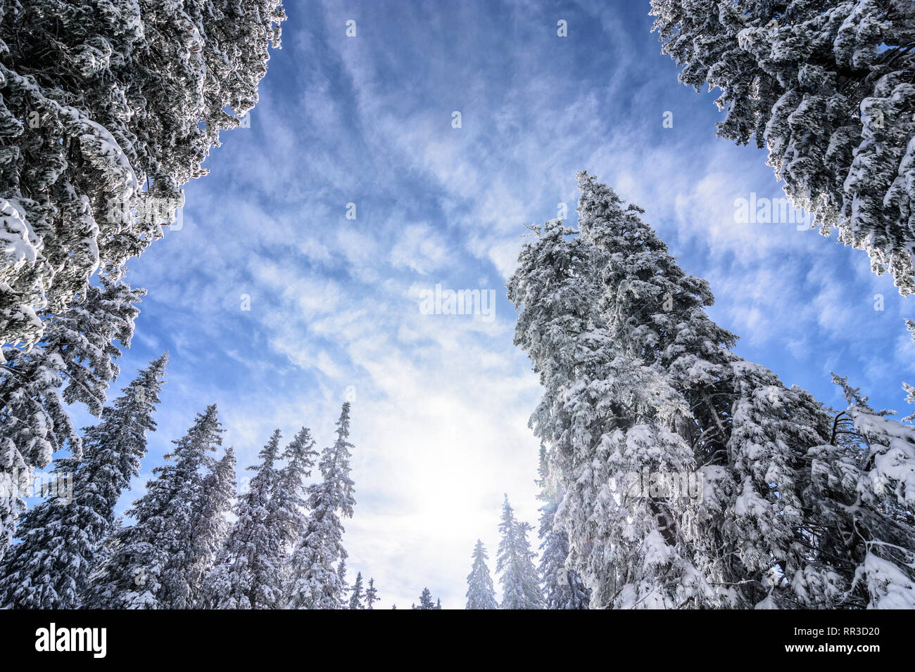 Puchberg am Schneeberg: snow covered spruce, conifer in Wiener Alpen, Alps, Niederösterreich, Lower Austria, Austria Stock Photo