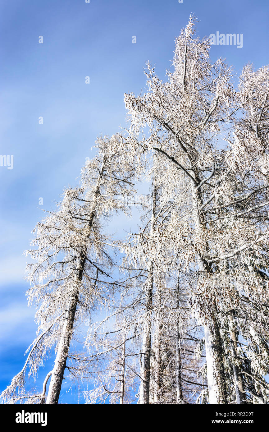 Puchberg am Schneeberg: snow covered leaf tree in Wiener Alpen, Alps, Niederösterreich, Lower Austria, Austria Stock Photo