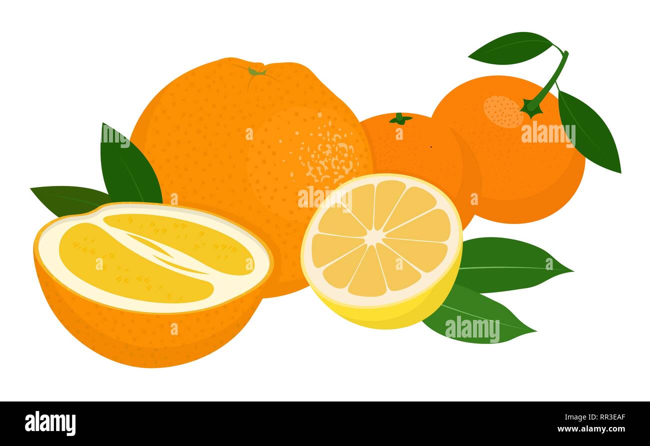 Mandarines, tangerine, clementine, orange, lemon with leaves isolated on white background. Citrus fruit. Vector Illustration Stock Vector