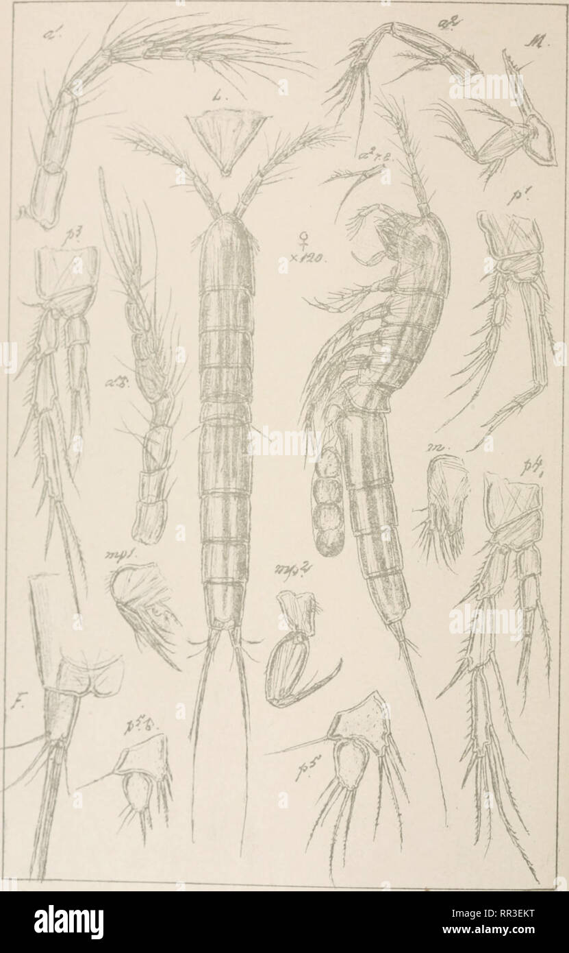 . An account of the Crustacea of Norway, with short descriptions and figures of all the species. Crustacea -- Norway. Copepoda Canthocamptidae Harpacticoida Suppl.P1.41 r ; •. &lt;iutogr. Leptomesochra attenuata,(Scott) NorsU Lithgr.Officin.. Please note that these images are extracted from scanned page images that may have been digitally enhanced for readability - coloration and appearance of these illustrations may not perfectly resemble the original work.. Sars, G. O. (Georg Ossian), 1837-1927. Christiania, Copenhagen, A. Cammermeyer Stock Photo