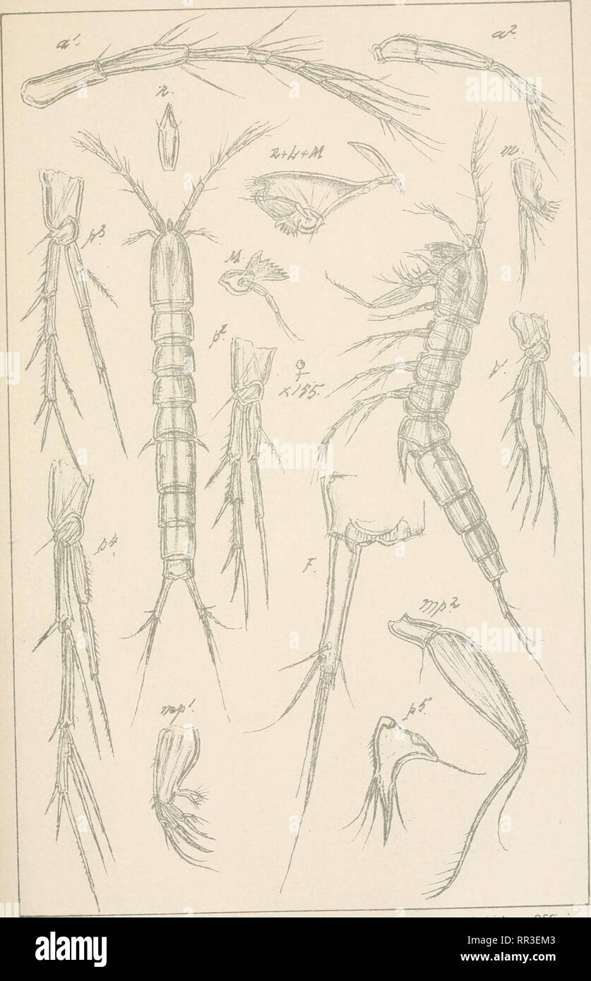 . An account of the Crustacea of Norway, with short descriptions and figures of all the species. Crustacea -- Norway. Copepoaa Canthocamptidae Harpacticoida Suppl.Pl. 40. G.O.Sars.autogr. Norsk Lithgr. Off icin. Leptastacus macronyx, Scott.. Please note that these images are extracted from scanned page images that may have been digitally enhanced for readability - coloration and appearance of these illustrations may not perfectly resemble the original work.. Sars, G. O. (Georg Ossian), 1837-1927. Christiania, Copenhagen, A. Cammermeyer Stock Photo