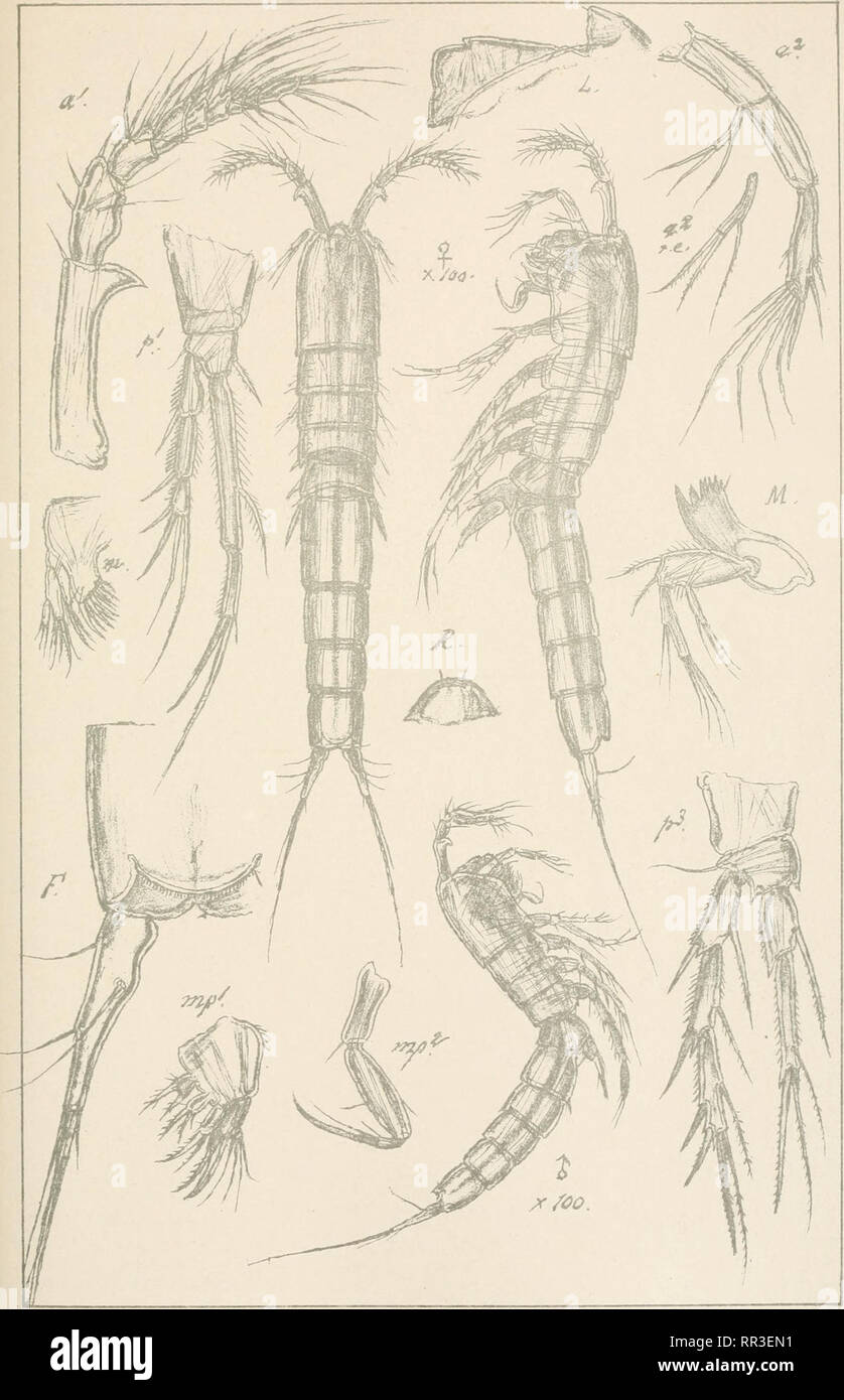 . An account of the Crustacea of Norway, with short descriptions and figures of all the species. Crustacea -- Norway. Copepoda Canthocamptidae Harpacticoida Suppl. PL 36. G.O.Sars.autpgr. Norsk Lithgr.Officin. Tetragoniceps Scotti jG.O.Sars.. Please note that these images are extracted from scanned page images that may have been digitally enhanced for readability - coloration and appearance of these illustrations may not perfectly resemble the original work.. Sars, G. O. (Georg Ossian), 1837-1927. Christiania, Copenhagen, A. Cammermeyer Stock Photo