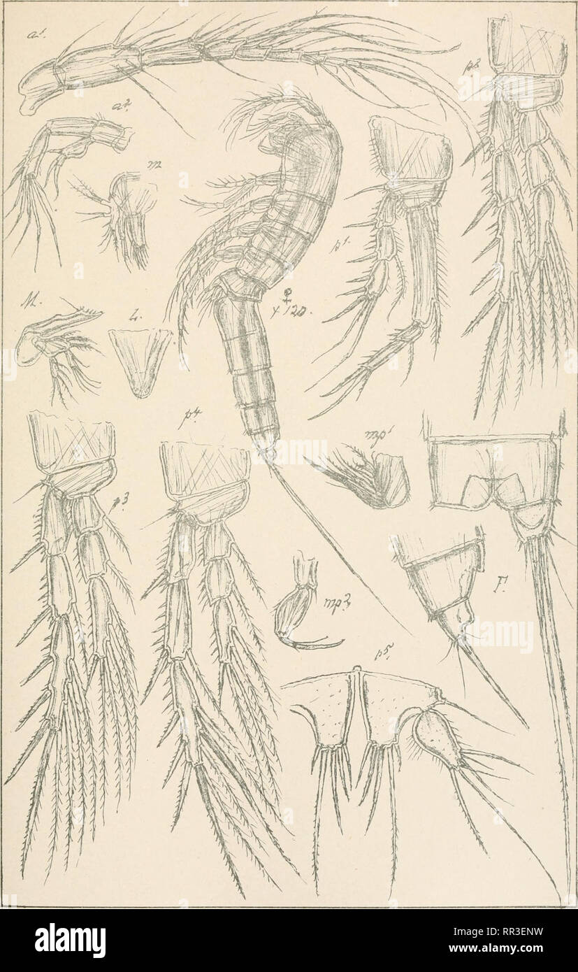 . An account of the Crustacea of Norway, with short descriptions and figures of all the species. Crustacea -- Norway. Copepoda Canthocamptidae Harpacticoida Suppl.Pl. 32. G.O.iSars.autogr. Norsk Lithgr. Gfficin Ameiropsis anguSifera ,6.0, Sars.. Please note that these images are extracted from scanned page images that may have been digitally enhanced for readability - coloration and appearance of these illustrations may not perfectly resemble the original work.. Sars, G. O. (Georg Ossian), 1837-1927. Christiania, Copenhagen, A. Cammermeyer Stock Photo