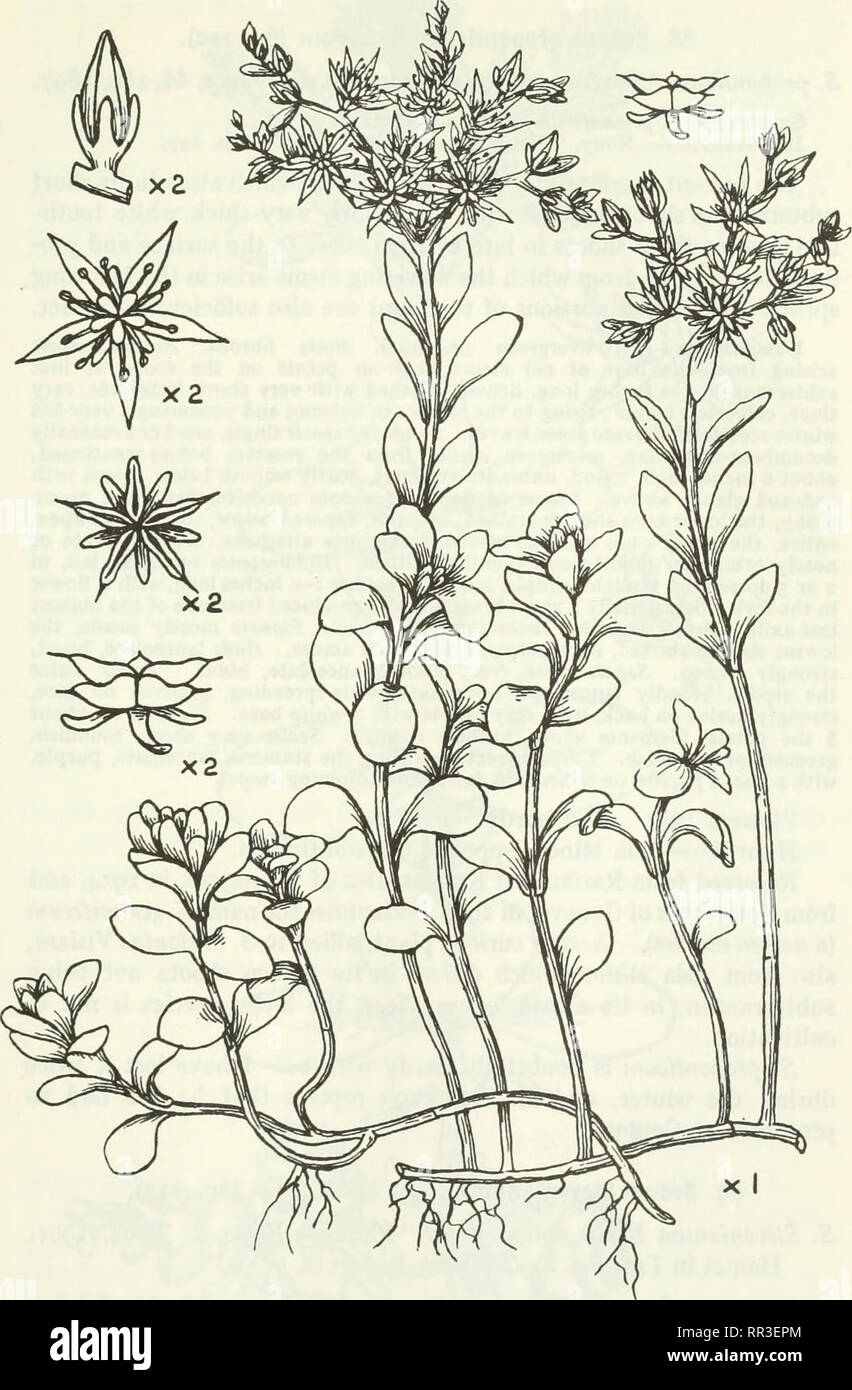 . An account of the genus Sedum as found in cultivation. Sedum; Crassulaceae. ACCOUNT OF GENUS SEDUM AS FOUND IN CULTIVATION. 197. Fig. III.—S. stoloniferum S. T. Gmelin. from Glasnevin as oppositifolium, and from Mr. S. Arnott of Maxwell- town, Dumfries, without a name. Its name, stoloniferum—&quot; runner-bearing &quot;—^refers to the creeping stems.. Please note that these images are extracted from scanned page images that may have been digitally enhanced for readability - coloration and appearance of these illustrations may not perfectly resemble the original work.. Praeger, R. Lloyd (Robe Stock Photo