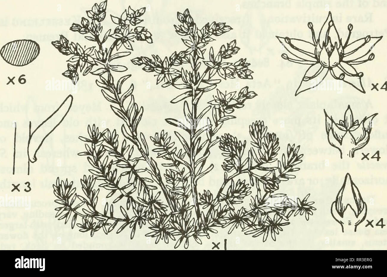 . An account of the genus Sedum as found in cultivation. Sedum; Crassulaceae. iqZ JOURNAL OF THE ROYAL HORTICULTURAL SOCIETY. 85. Sedum oxypetalum H. B. &amp; K. (fig. 109). 5. oxypetalum Humboldt, Bonpland and Kunth, &quot; Nov. Gen. et Sp.,&quot; 6, 45,1823. Hemsley, &quot; Biol. Centr. Amer., Bot.,&quot; 1,397. &quot; N. Amer. Flora,&quot; 22, 69. The most tree-like of the shrubby Sedums, forming a trunk-like stem which, in old plants, is several inches thick at the base and covered with rough,' brown bark. The bush tends to assume in greenhouses a rounded form and a height of 2 to 3 feet.  Stock Photo