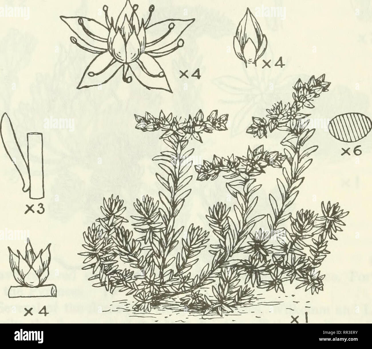 . An account of the genus Sedum as found in cultivation. Sedum; Crassulaceae. 190 JOURNAL OF THE ROYAL HORTICULTURAL SOCIETY. 83. Sedum gracile C. A. Meyer (fig. 107). •5. gracile CAMeyer, &quot; Enum. Plant. Cauc,&quot; 151,1831. Bossier, &quot;Flora Orientalis,&quot; 2, 781. Hamet in Trd. BoL Sada (Tiflis), 8, pt. iii. 25. A small linear-leaved plant, having, when not in flower, some re- semblance to S. sexangulare, but smaller and more tufted, not creeping. The flowers are white, not yellow as in sexangulare. Closely allied to S. Alberii, and ahnost identical ia flower, but Alberli has a cr Stock Photo