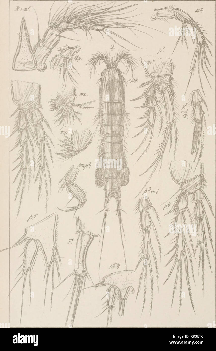 . An account of the Crustacea of Norway, with short descriptions and figures of all the species. Crustacea -- Norway. Diosaccidae Copepoda Harpacticoida Suppl. PL 23. G.O.SarSj autogr. Norsk lithgr. Officin. Amphiascus corrfusus ,(Scott). Please note that these images are extracted from scanned page images that may have been digitally enhanced for readability - coloration and appearance of these illustrations may not perfectly resemble the original work.. Sars, G. O. (Georg Ossian), 1837-1927. Christiania, Copenhagen, A. Cammermeyer Stock Photo