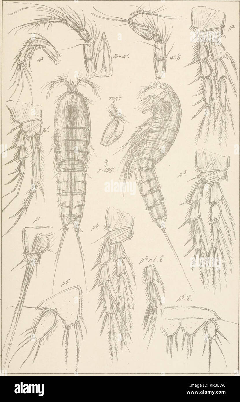 . An account of the Crustacea of Norway, with short descriptions and figures of all the species. Crustacea -- Norway. Diosaccidae Copepoda Harpacticoida Suppl. PL 22. G.O.Sars, autogr. Norsk Lithgr. Officm. Amphiascus spmulosus ^G.O.Sars.. Please note that these images are extracted from scanned page images that may have been digitally enhanced for readability - coloration and appearance of these illustrations may not perfectly resemble the original work.. Sars, G. O. (Georg Ossian), 1837-1927. Christiania, Copenhagen, A. Cammermeyer Stock Photo