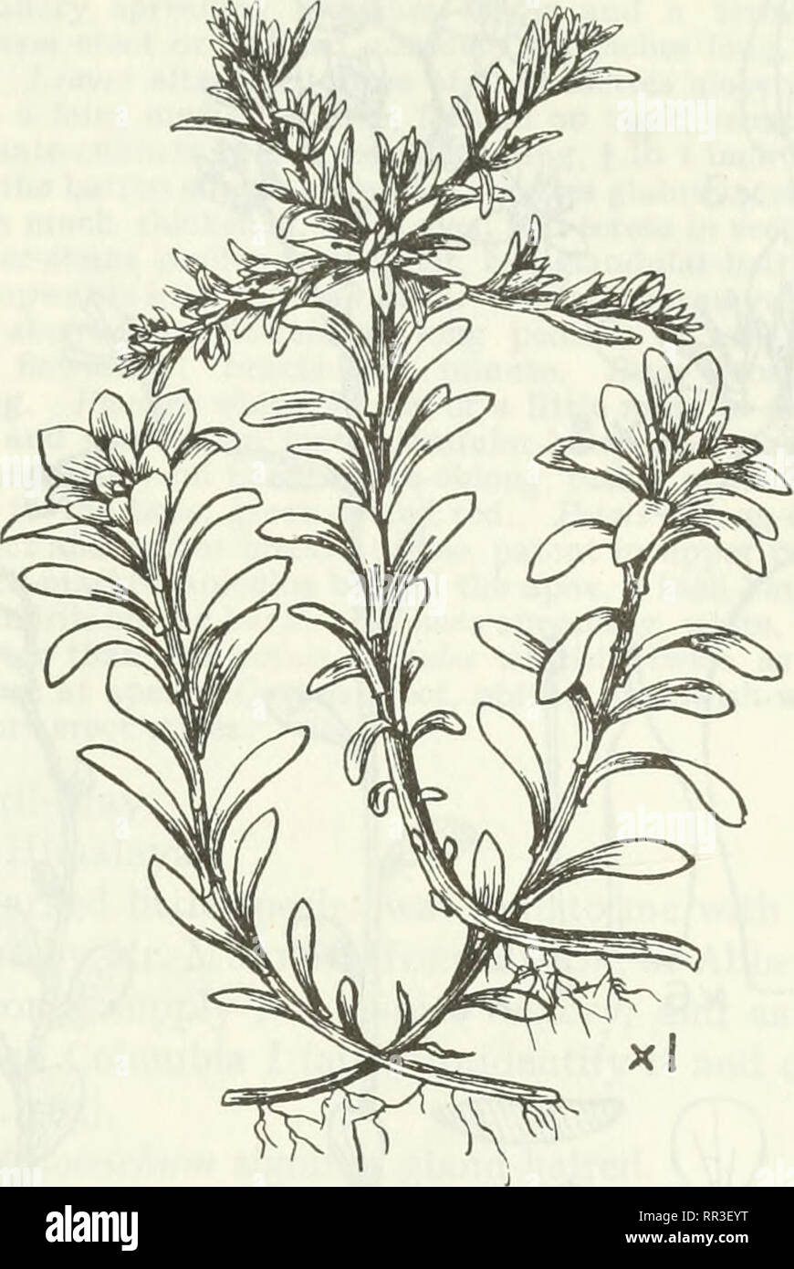 . An account of the genus Sedum as found in cultivation. Sedum; Crassulaceae. ACCOUNT OF GENUS SEDUM AS FOUND IN CULTIVATION. 163 native American form is shown by a characteristic specimen of it in the British Museum, labelled Nevii, from Peaks of Otter, Virginia,. Fig. 88.—S. Nevii var. Beyrichianum Praeger. collected by A. H. Curtiss in 1872 ; this is even more diffuse and more slender than the cultivated Beyrichianum. It has apparently been in cultivation for a long time. My specimens came from Glasnevin, Kegel and Kesselring of Petrograd, and Mr. Murray Hornibrook of Abbeyleix, Queen's Cou Stock Photo