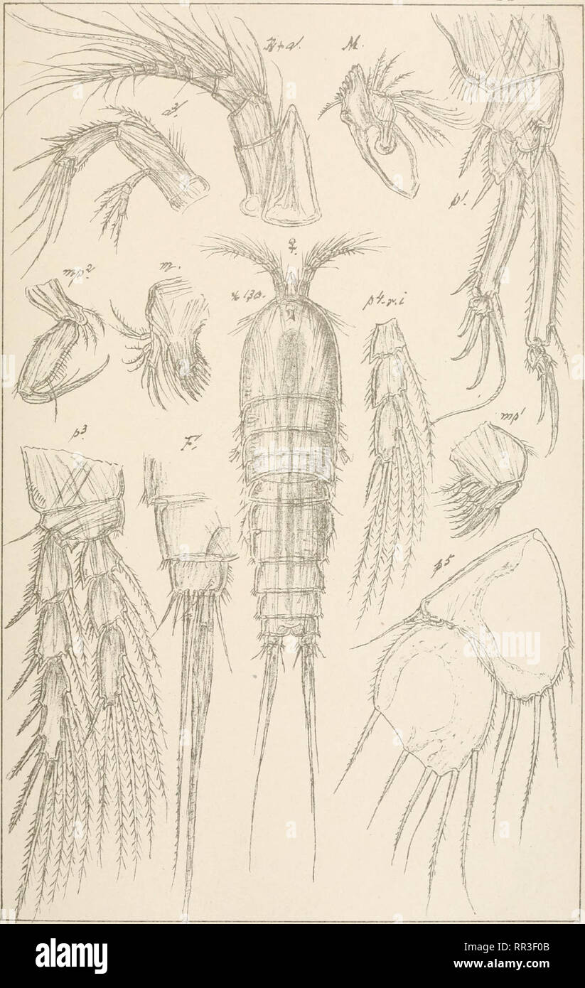 . An account of the Crustacea of Norway, with short descriptions and figures of all the species. Crustacea -- Norway. Diosaccidae Copepoda Harpacticoida SuppLFL16 ••/,-.- 0. G.O.Sars.autogr. Norsk Lithgr. Officin. Amphiascus latifolius,G.O.Sars.. Please note that these images are extracted from scanned page images that may have been digitally enhanced for readability - coloration and appearance of these illustrations may not perfectly resemble the original work.. Sars, G. O. (Georg Ossian), 1837-1927. Christiania, Copenhagen, A. Cammermeyer Stock Photo