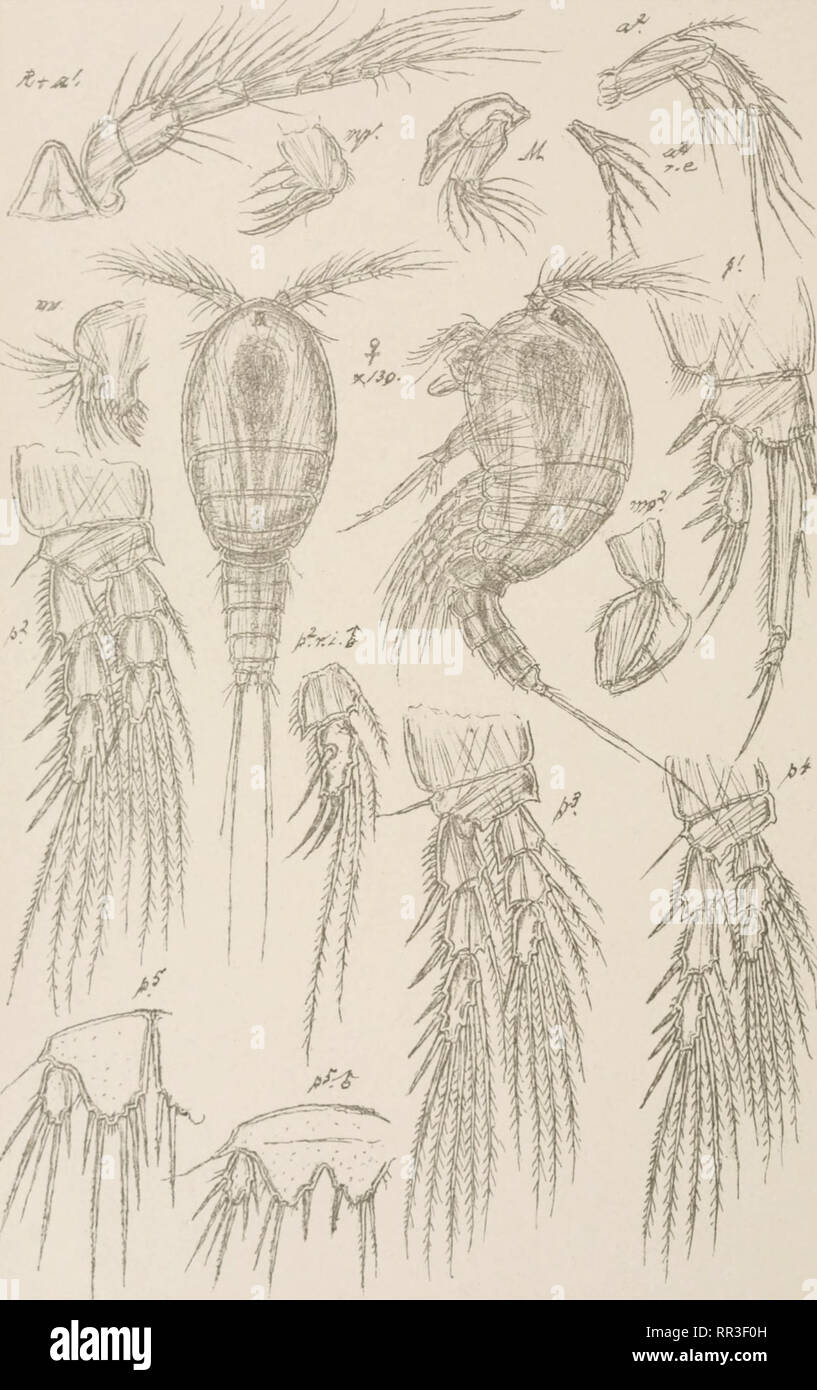 . An account of the Crustacea of Norway, with short descriptions and figures of all the species. Crustacea -- Norway. Copepoda Thalestridae Harpacticoida Suppl.Pl.15. .Sars, autogr. |S|orsk (Jthgr. Officin. Westwoodia rnonensis,(Brady).. Please note that these images are extracted from scanned page images that may have been digitally enhanced for readability - coloration and appearance of these illustrations may not perfectly resemble the original work.. Sars, G. O. (Georg Ossian), 1837-1927. Christiania, Copenhagen, A. Cammermeyer Stock Photo