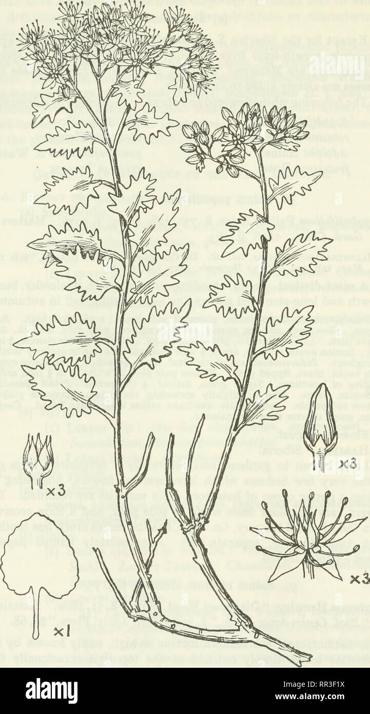 . An account of the genus Sedum as found in cultivation. Sedum; Crassulaceae. 148 JOURNAL OF THE ROYAL HORTICULTURAL SOCIETY.. Fig. 78.—S. populifolium Pallas.. Please note that these images are extracted from scanned page images that may have been digitally enhanced for readability - coloration and appearance of these illustrations may not perfectly resemble the original work.. Praeger, R. Lloyd (Robert Lloyd), 1865-1953. Lehre [Ger. ] J. Cramer; New York, Stechert-Hafner Service Agency Stock Photo