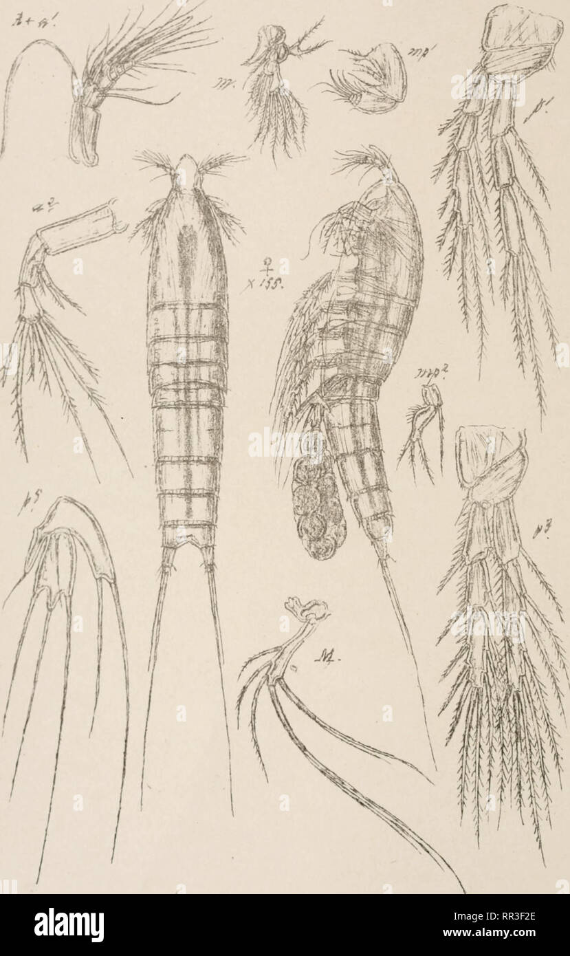 . An account of the Crustacea of Norway, with short descriptions and figures of all the species. Crustacea -- Norway. Copepoda Ectinosomidcs Harpacticoida Supplm F1.7. G.O.Sars,autogr. Norsk Uthgr.Officin. Ectinosomella nitidula G.O.Sars. Please note that these images are extracted from scanned page images that may have been digitally enhanced for readability - coloration and appearance of these illustrations may not perfectly resemble the original work.. Sars, G. O. (Georg Ossian), 1837-1927. Christiania, Copenhagen, A. Cammermeyer Stock Photo