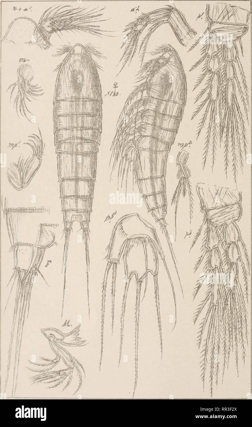 . An account of the Crustacea of Norway, with short descriptions and figures of all the species. Crustacea -- Norway. Copepoda Ectinoson.idos Harpacticoida Supplm. PI. 5. Bars.autogr. Norsk Lithgr.Officin. Pseudobradya robusta.G.O.Sars.. Please note that these images are extracted from scanned page images that may have been digitally enhanced for readability - coloration and appearance of these illustrations may not perfectly resemble the original work.. Sars, G. O. (Georg Ossian), 1837-1927. Christiania, Copenhagen, A. Cammermeyer Stock Photo