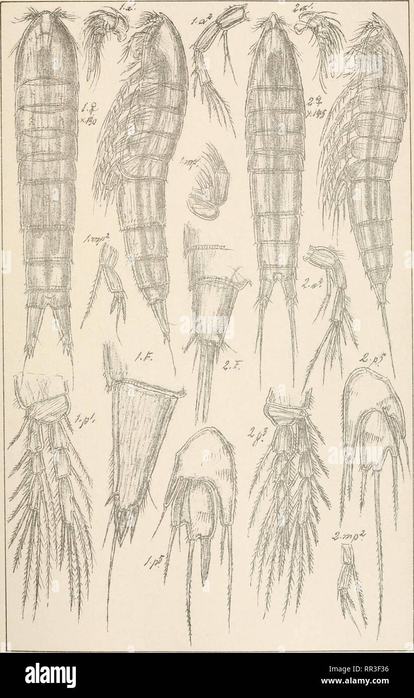. An account of the Crustacea of Norway, with short descriptions and figures of all the species. Crustacea -- Norway. Copepoda Ectinosomidoe Harpacticoida Supplm.PU. G.O.Sars.autogr. Norsk Lithgr.Officin. 1. Pseudobradya hirsuta (Scott). Please note that these images are extracted from scanned page images that may have been digitally enhanced for readability - coloration and appearance of these illustrations may not perfectly resemble the original work.. Sars, G. O. (Georg Ossian), 1837-1927. Christiania, Copenhagen, A. Cammermeyer Stock Photo