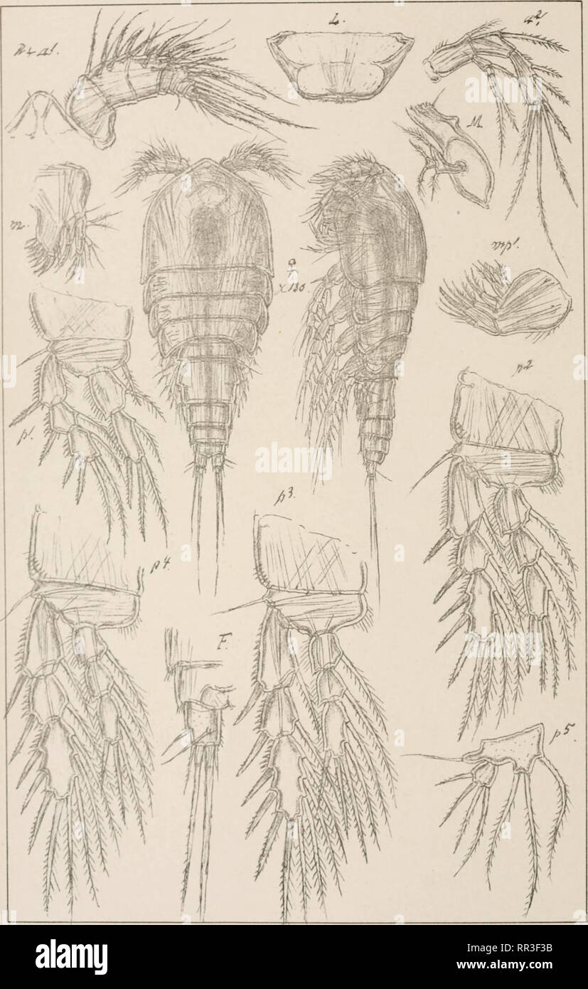 . An account of the Crustacea of Norway, with short descriptions and figures of all the species. Crustacea -- Norway. Cerviniidoe Copepodia Harpacticoida Supplm.P1.3. Norsk Uthgr.Officin. Zosime incrassata.G.QSars.. Please note that these images are extracted from scanned page images that may have been digitally enhanced for readability - coloration and appearance of these illustrations may not perfectly resemble the original work.. Sars, G. O. (Georg Ossian), 1837-1927. Christiania, Copenhagen, A. Cammermeyer Stock Photo