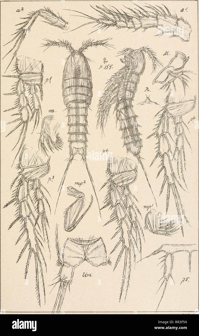 . An account of the Crustacea of Norway, with short descriptions and figures of all the species. Crustacea -- Norway. Tachidiidae Copepoda Harpacticoida Pl.CCXXVI. G.O.Sars.autogr Norsk Lithgr. Officin Fultonia hirsuta, Scott. Please note that these images are extracted from scanned page images that may have been digitally enhanced for readability - coloration and appearance of these illustrations may not perfectly resemble the original work.. Sars, G. O. (Georg Ossian), 1837-1927. Christiania, Copenhagen, A. Cammermeyer Stock Photo