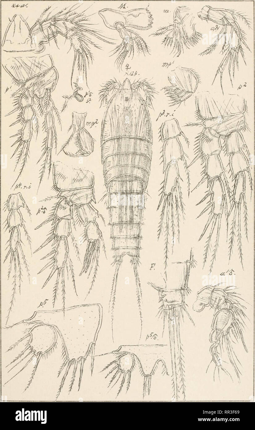. An account of the Crustacea of Norway, with short descriptions and figures of all the species. Crustacea -- Norway. Tachidiidoe Copepoda Harpacticoida j ccmr. G.O.Sars.autogr. NorsU Lithgr.Officin. Robertsonia tenuis, Brady. Please note that these images are extracted from scanned page images that may have been digitally enhanced for readability - coloration and appearance of these illustrations may not perfectly resemble the original work.. Sars, G. O. (Georg Ossian), 1837-1927. Christiania, Copenhagen, A. Cammermeyer Stock Photo