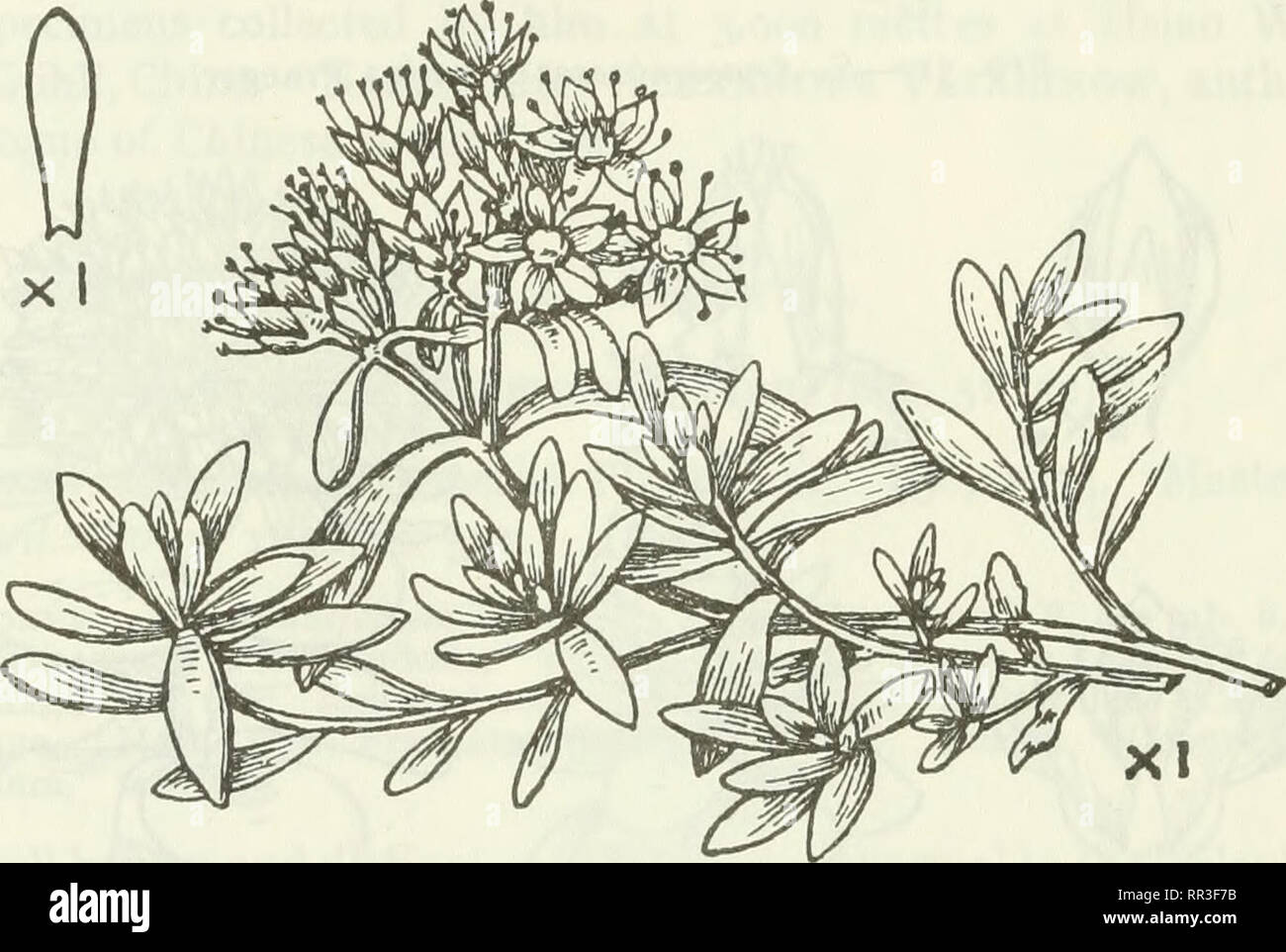 . An account of the genus Sedum as found in cultivation. Sedum; Crassulaceae. I06 JOURNAL OF THE ROYAL HORTICULTURAL SOCIETY. Flowers July-August. Hardy. Habitat.—Alpine rocks from N. Spain to the Tyrol. The form majus has been sent to me from the Alps by Mr. E. A. Bowles along with the type, and I have seen it in several gardens. The name Anacampseros is that of a genus of Portulaceae, and is derived from the Greek anakampto, &quot; to cause return,&quot; and eros, &quot; love.&quot; 35. Sedum cyaneum Rudolph (fig. 53). S. cyaneum Rudolph in Mem. Acad. Petersbourg, 4, 341, 1811. Maxi- mowicz  Stock Photo
