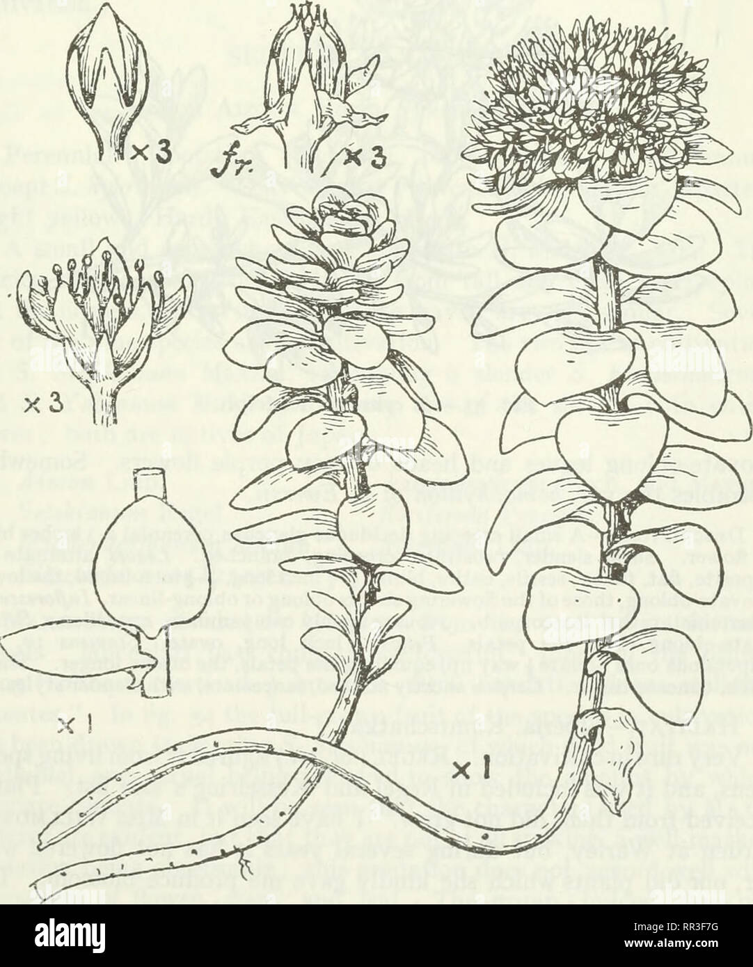 . An account of the genus Sedum as found in cultivation. Sedum; Crassulaceae. Fig. 51.—5. Anacanipseros f. majus Praeger.. Fig. 52.—S. Anacampseros Linn,. Please note that these images are extracted from scanned page images that may have been digitally enhanced for readability - coloration and appearance of these illustrations may not perfectly resemble the original work.. Praeger, R. Lloyd (Robert Lloyd), 1865-1953. Lehre [Ger. ] J. Cramer; New York, Stechert-Hafner Service Agency Stock Photo