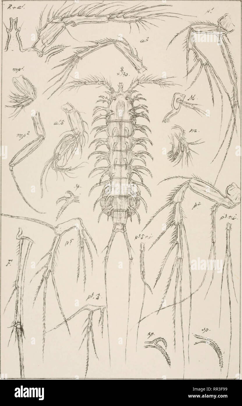 . An account of the Crustacea of Norway, with short descriptions and figures of all the species. Crustacea -- Norway. Anchorabolidae Copepoda Harpacticoida I. CC7J £: HSr -^ ;§R^. '.Sar? .autogr Norsl&lt; Lithgr.Officin. Anchorabolus mirabilis Norm.. Please note that these images are extracted from scanned page images that may have been digitally enhanced for readability - coloration and appearance of these illustrations may not perfectly resemble the original work.. Sars, G. O. (Georg Ossian), 1837-1927. Christiania, Copenhagen, A. Cammermeyer Stock Photo