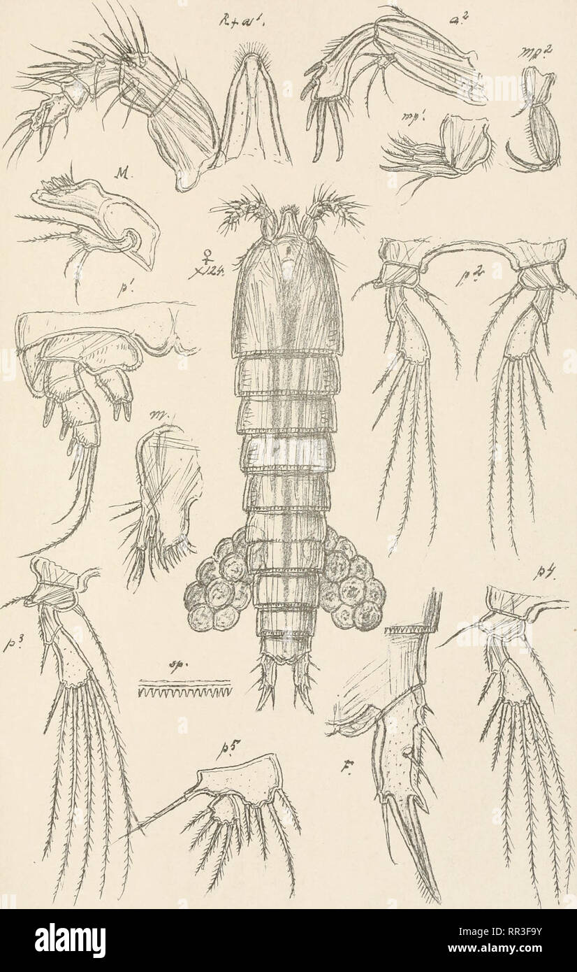 . An account of the Crustacea of Norway, with short descriptions and figures of all the species. Crustacea -- Norway. Cletodidoe C opepoda Harpacticoida PL cc vnr.. G.O.Sars.autogr. Norsk LithgrOfficin Huntemannia jadensis, Poppe. Please note that these images are extracted from scanned page images that may have been digitally enhanced for readability - coloration and appearance of these illustrations may not perfectly resemble the original work.. Sars, G. O. (Georg Ossian), 1837-1927. Christiania, Copenhagen, A. Cammermeyer Stock Photo