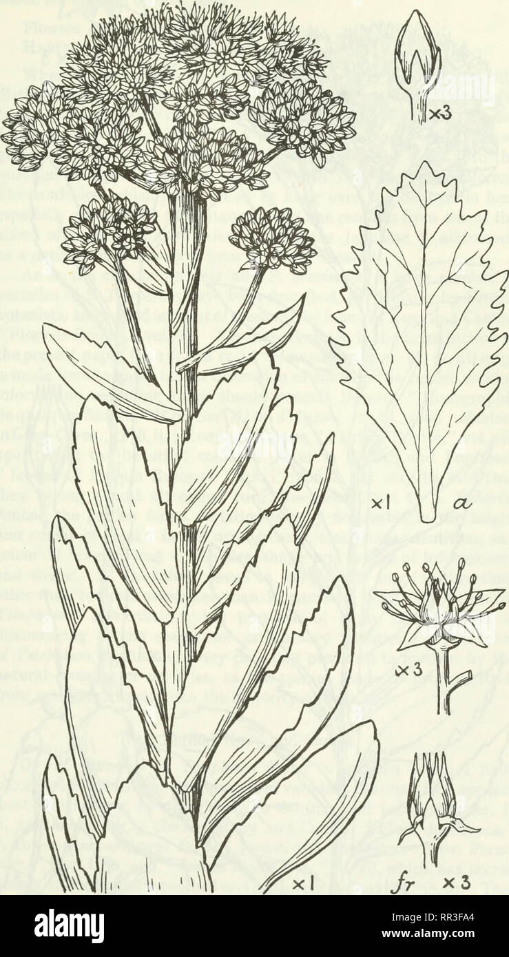 . An account of the genus Sedum as found in cultivation. Sedum; Crassulaceae. ACCOUNT OF GENUS SEDUM AS FOUND IN CULTIVATION. 83. Fig. 38.—5. purpureum Link.. Please note that these images are extracted from scanned page images that may have been digitally enhanced for readability - coloration and appearance of these illustrations may not perfectly resemble the original work.. Praeger, R. Lloyd (Robert Lloyd), 1865-1953. Lehre [Ger. ] J. Cramer; New York, Stechert-Hafner Service Agency Stock Photo